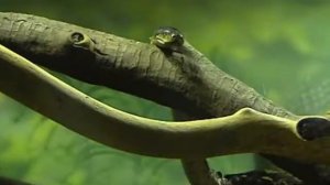 10 черепахи , змеи ящерицы