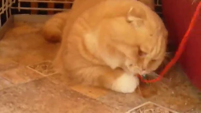 МАНЧКИН (ШОТЛАНДСКИЙ КИЛТ)- КОТ - 11 месяцев смотреть онлайн