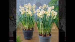Нарциссы на подоконнике