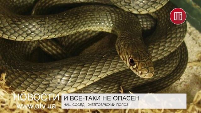 Желтобрюхий полоз (28.05.2015) смотреть онлайн