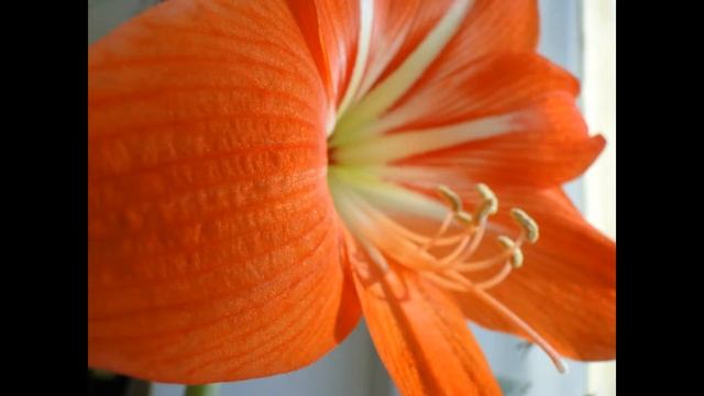 История одного цветка смотреть онлайн