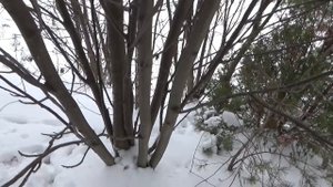 Проверка капканов на куницу.