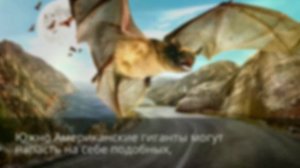 Чем питаются летучие мыши