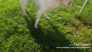 Как закоптить рыбу на даче, сырок горячего копчения