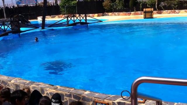 Супер представление-MundoMar Benidorm-развлечения на Коста Бланке в Испании