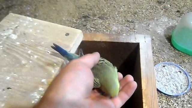 Обзор волнистых попугаев.