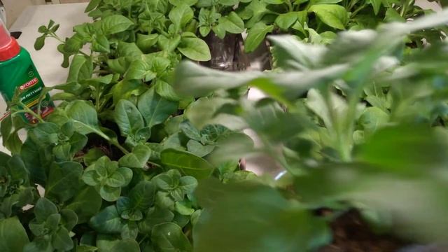 Прищипка ПЕТУНИИ и уход до высадки на постоянное место.