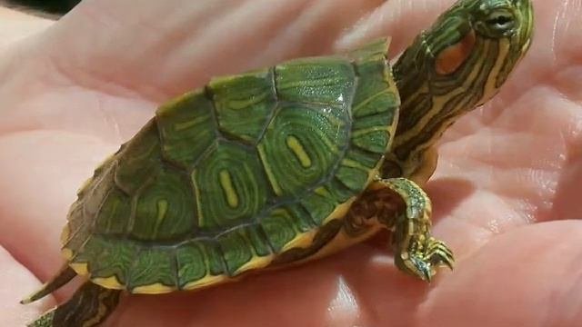О красноухих 🐢 черепахах