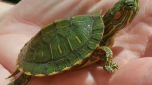 О красноухих 🐢 черепахах
