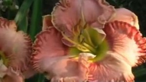 лилейник daylily JAMAICAN RAINBOWS.mpg