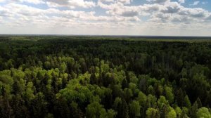 Елизаровский пруд