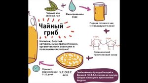 КАК ВЫРАСТИТЬ ПОЛЕЗНЫЙ ЧАЙНЫЙ ГРИБ КОМБУЧА ( НЕ УКСУСНУЮ МАТКУ ) #ЧАЙНЫЙ_ГРИБ #oldenburgru
