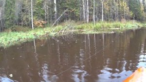 Рыбалка на сети золотого карася .