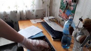 ШАМПИНЬОНЫ НА ПОДОКОННИКЕ