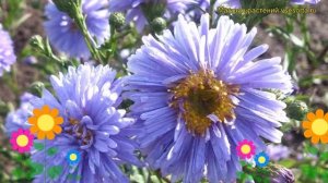 Астра новобельгийская Мария Баллард. Краткий обзор, описание aster novi-belgii Marie Ballard