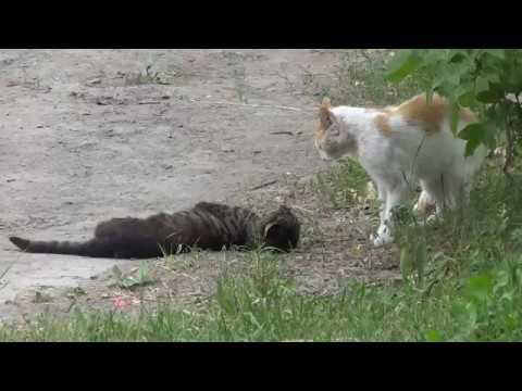 Offtop: кошачьи разборки смотреть онлайн