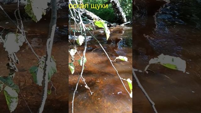 #shorts# Как нереститься лосось в речках.avi