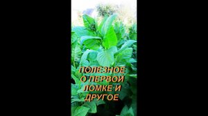 ДНЕВНИК ТАБАКОВОДА № 19 ( 30.06 полезное о первой ломке и другое ) ТАБАК