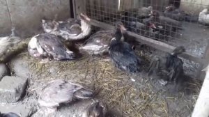 Мускусные утки - содержание зимой - что не так и что нового