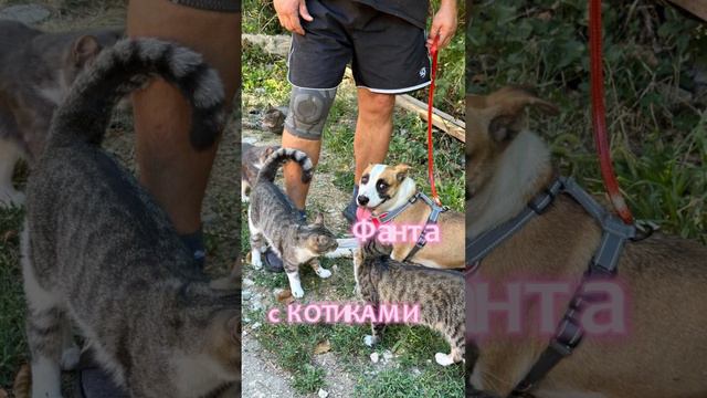 Без кота и жизнь не та #помощьбездомнымживотным #котодом #непокупайприюти #кошки #семья