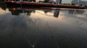 рыбалка на судака с берега на мёртвую рыбу