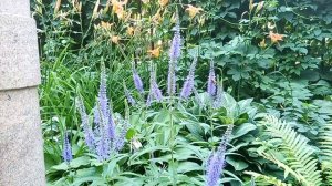 Вероника колосистая - цветы.