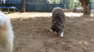 Длинношерстная акита-ину. Длинношерстная география вторая часть