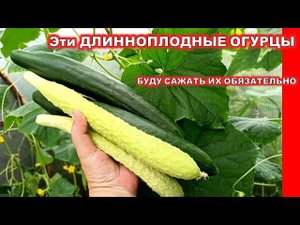 Эти Огурцы мне понравились, буду сажать их в 2022 году снова! Огурцы Белая Анаконда и Адзийкаку F1