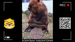 Микроскоп "БОБРОВАЯ ЛАБОРАТОРИЯ" для детских садов