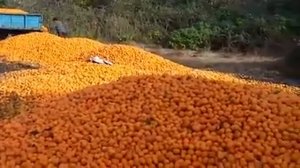 АБХАЗСКИЕ МАНДАРИНЫ ГНИЮТ ИЗ ЗА НЕОКУПАЕМОСТИ