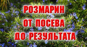 РОЗМАРИН. От посева до результата