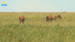 Дикие животные.4k Ultra HD Video Relaxing Music, Wild Animals, Beautiful Relax