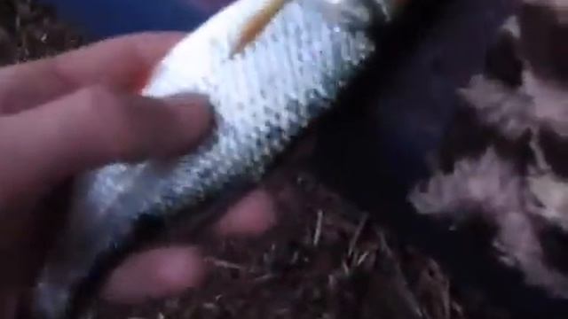 Платник: Трепаловские пруды. Рыбалка в Беларуси. смотреть онлайн