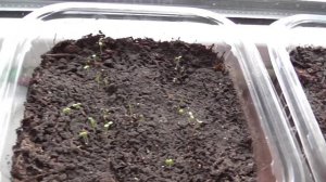 Итоги всходов всей моей клубники из семян
