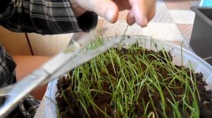 ПОСЕВ СЕМЯН ЛУКА НА РАССАДУ