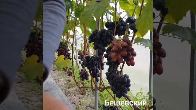 ? В гостях у Елены Лэкэтуш. Новинки винограда. Беларусь.