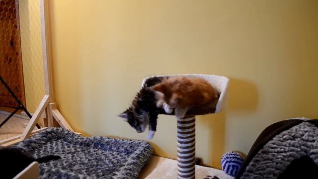 котята Мейн Кун 1,5 месяца