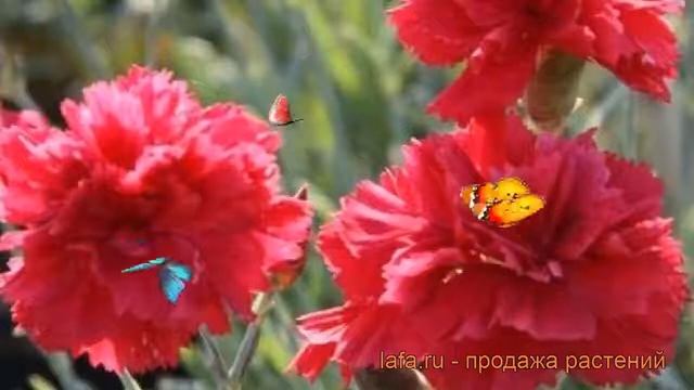 Гвоздика перистая Манот (dianthus plumarius) ? Манот обзор: как сажать, рассада гвоздики Манот