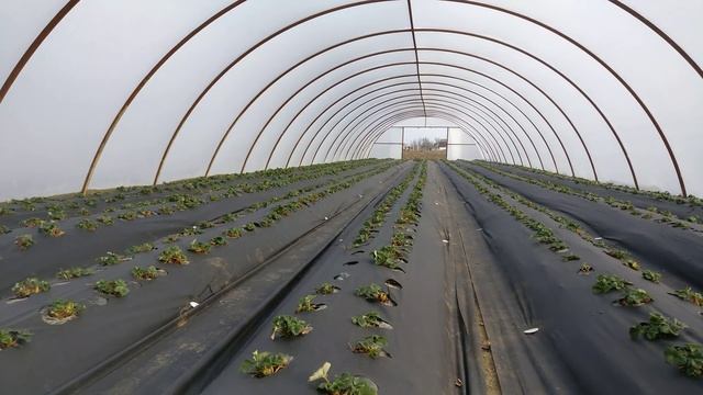 Когда начинать кормить клубнику? смотреть онлайн