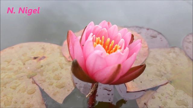 Карликовые кувшинки (стандартные карликовые) карликовая нимфея, waterlily