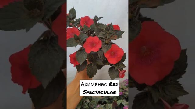 Ахименес Red Spectacular