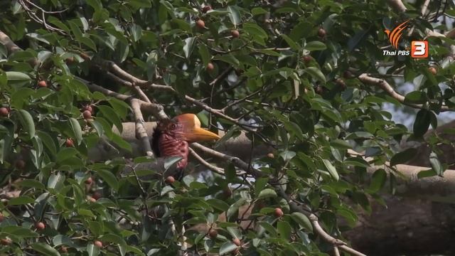 ฝนฉ่ำโลก | A Day in the WILD смотреть онлайн