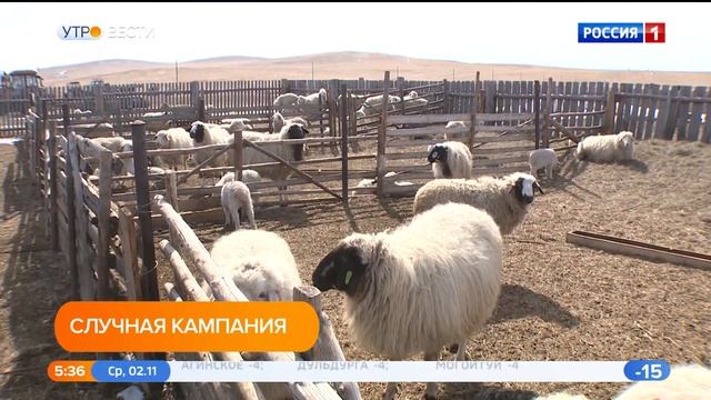 Более 130 тысяч овец подготовили в хозяйствах Забайкалья для получения приплода смотреть онлайн