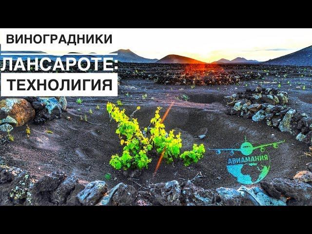 Как выращивают виноград на  Лансароте: винный тур на Лансароте - миниатюра из путешествия