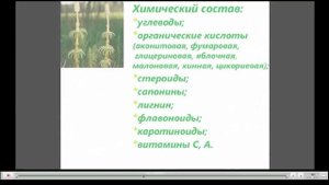 Хвощ полевой Лечебные свойства