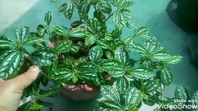 1211 - Evergreen Pilea /Aluminum Plant/Pilea cadierei /Friendship Plant ki summer, monsoon me care смотреть онлайн