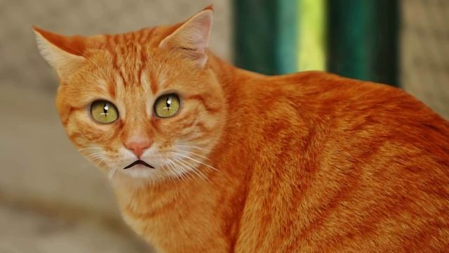 "Наглая рыжая морда" - прикольный рассказ рыжего кота. смотреть онлайн