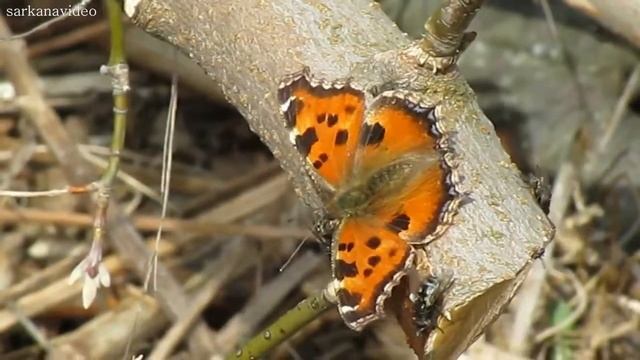 Бабочка Крапивница. Butterfly.