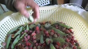 Шоковая заморозка ягоды в Бирюсе.