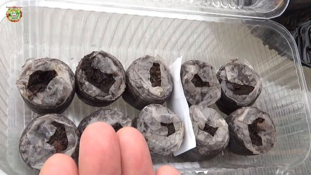 Агрогороскоп посева семян помидоров, баклажанов, сладкого и горького перца в апреле 2023 года смотреть онлайн